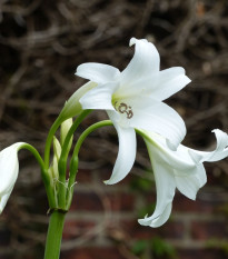 Křín Powellii bílý - Crinum Powellii album - cibule křínu - 1 ks