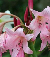 Křín Powellii růžový - Crinum Powellii rosea - cibule křínu - 1 ks