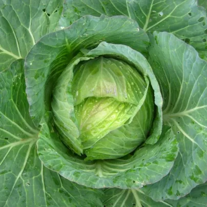 Kapusta hlávková Předzvěst - Brassica oleracea var. Sabauda - osivo kapusty - 100 ks