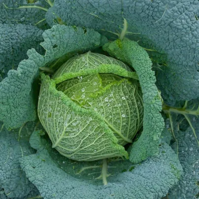 Kapusta hlávková Blistra F1 - Brassica oleracea - osivo kapusty - 35 ks