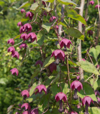 Rodochiton Purple Bells - Rhodochiton atrosanguinemum - osivo rodochitonu - 6 ks