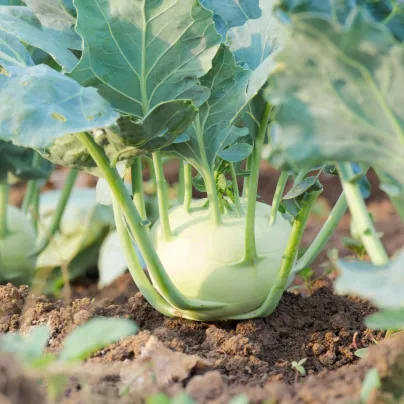 Kedluben Korfu F1 - Brassica oleracea L. - osivo kedlubny - 50 ks