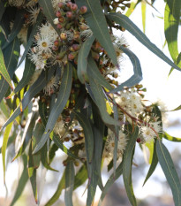 Eukalyptus Lemon Bush - Blahovičník - Eucalyptus gunnii - osivo eukalyptu - 10 ks