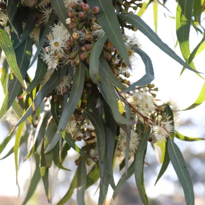 Eukalyptus Lemon Bush - Blahovičník - Eucalyptus gunnii - osivo eukalyptu - 10 ks