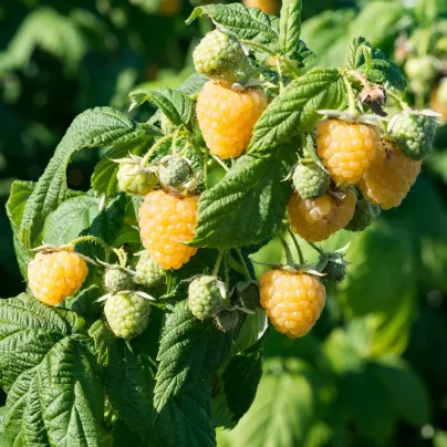 Maliník žlutý - Rubus idaeus - prostokořenná sazenice maliníku - 2 ks