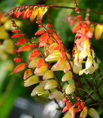 Povíjnice laločnatá Jungle Queen - Ipomoea lobata - osivo povíjnice - 15 ks