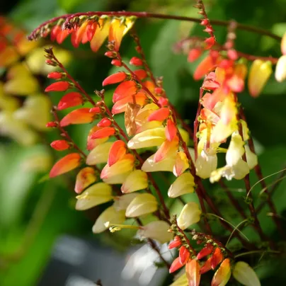 Povíjnice laločnatá Jungle Queen - Ipomoea lobata - osivo povíjnice - 15 ks