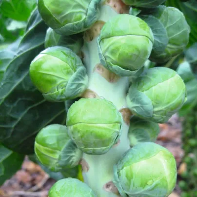 BIO Kapusta růžičková Neptuno F1 - Brassica oleracea var. gemmifera - bio osivo kapusty - 20 ks