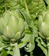 BIO Artyčok Imperial - Cynara cardunculus - bio osivo artyčoku - 10 ks