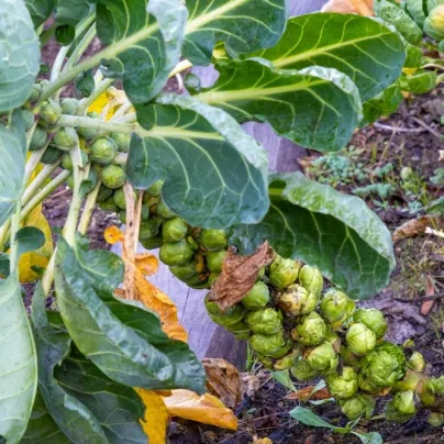 BIO Kapusta růžičková Groninger - Brassica oleracea - bio osivo kapusty - 50 ks