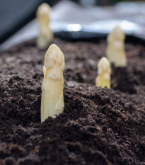 Chřest lékařský Argenteuil k bělení - Asparagus officinalis - osivo chřestu - 15 ks