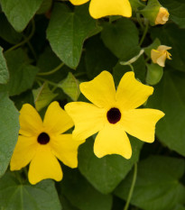 Smatovka křídlatá žlutá - Thunbergia alata - osivo smatovky - 15 ks