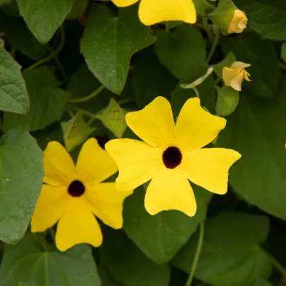 Smatovka křídlatá žlutá - Thunbergia alata - osivo smatovky - 15 ks