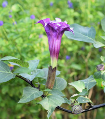 Durman metelový Double Purple - Datura metel - osivo durmanu - 5 ks