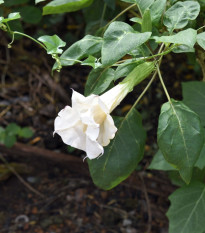 Durman metelový bílý - Datura metel alba - osivo durmanu - 5 ks