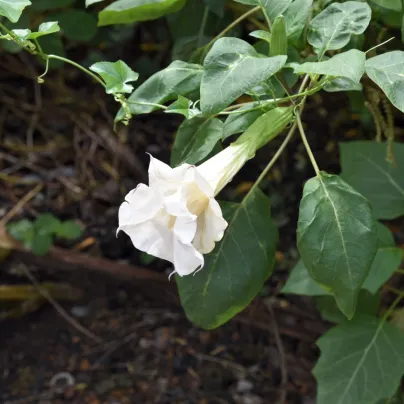 Durman metelový bílý - Datura metel alba - osivo durmanu - 5 ks