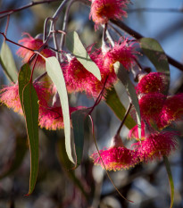 Eukalyptus caesia Magna - Blahovičník - Eucalyptus caesia - osivo eukalyptu - 10 ks