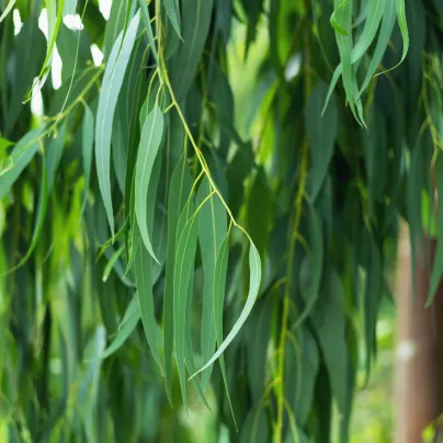 Eukalyptus vejčitolistý - Blahovičník - Eucalyptus ovata - osivo eukalyptu - 10 ks