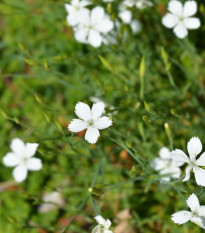 Hvozdík kropenatý bílý - Dianthus deltoides - prodej semen - 100 ks