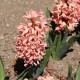 Hyacint Apricot Passion - Hyacinthus - cibule hyacintů - 1 ks