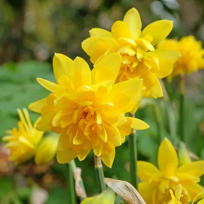 Narcis Tete Deluxe - Narcissus - cibule narcisů - 3 ks