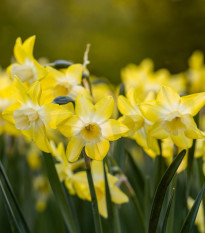 Narcis Hillstar - Narcissus - cibule narcisů - 3 ks