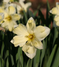 Narcis Cassata - Narcissus - cibule narcisů - 3 ks