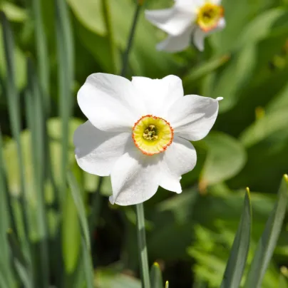 Narcis Dreamlight - Narcissus - cibule narcisů - 3 ks