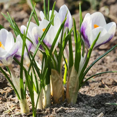 Krokus Blue Bird - Crocus chrysanthus - hlízy krokusů - 3 ks