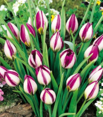 Tulipán Persian Pearl - Tulipa humilis - cibule tulipánů - 3 ks