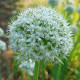 Česnek White Giant - Allium - cibule česneků - 1 ks