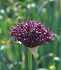 Česnek Atropurpureum - Allium - cibule česneků - 3 ks