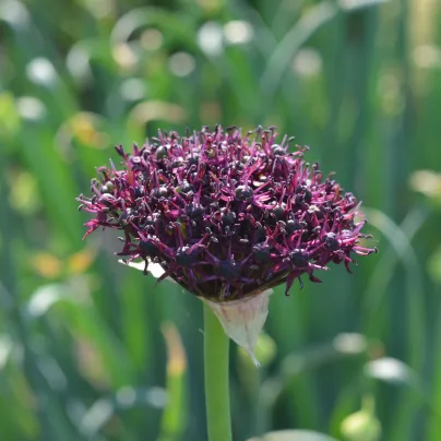 Česnek Atropurpureum - Allium - cibule česneků - 3 ks