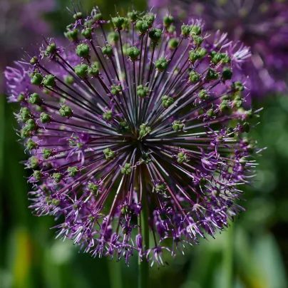 Česnek Akbulak - Allium - cibule česneků - 3 ks