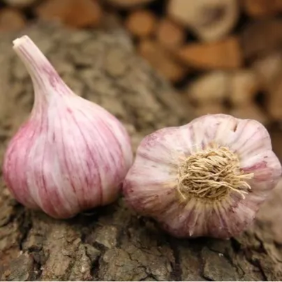 Sadbový česnek Skalka - paličák - Allium sativum - cibulky česneku - 1 balení