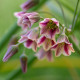 Česnek sicilský - Allium siculum - cibule česneků - 5 ks