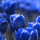 Tulipán Triumph Blue - Tulipa - cibule tulipánů - 3 ks