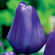 Tulipán Triumph Blue - Tulipa - cibule tulipánů - 3 ks