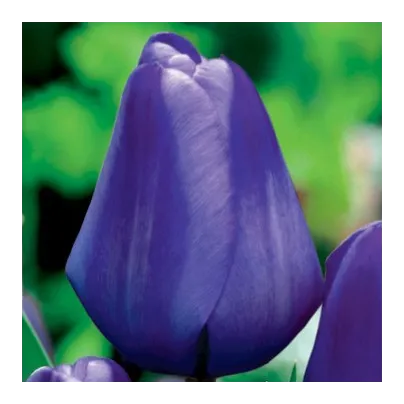 Tulipán Triumph Blue - Tulipa - cibule tulipánů - 3 ks