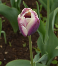 Tulipán Jackpot - Tulipa - cibule tulipánů - 3 ks