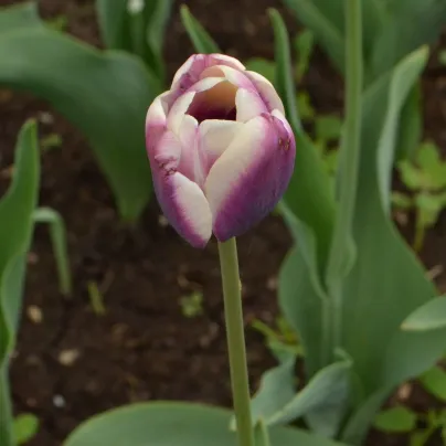 Tulipán Jackpot - Tulipa - cibule tulipánů - 3 ks