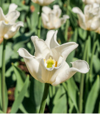 Tulipán Liberstar White - Tulipa - cibule tulipánů - 3 ks