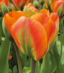 Tulipán Orange Marmelade - Tulipa - cibule tulipánů - 3 ks