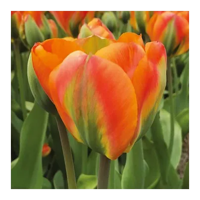 Tulipán Orange Marmelade - Tulipa - cibule tulipánů - 3 ks