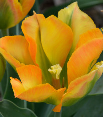 Tulipán Golden Artist - Tulipa - cibule tulipánů - 3 ks