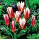 Tulipán Hearts Delight - Tulipa - cibule tulipánů - 3 ks