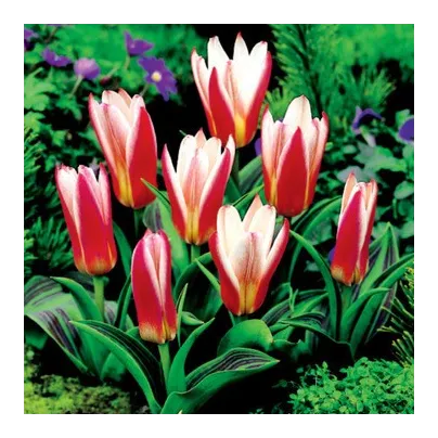 Tulipán Hearts Delight - Tulipa - cibule tulipánů - 3 ks