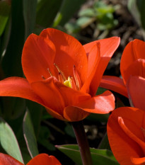 Tulipán Showinner - Tulipa - cibule tulipánů - 3 ks