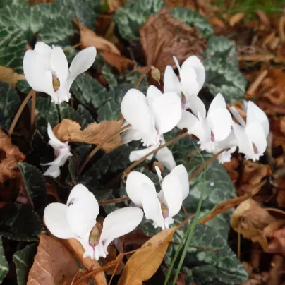 Brambořík bílý - Cyclamen coum album - hlízy bramboříků - 1 ks