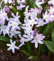 Ladonička Pink Giant - Chionodoxa forbesii - cibule ladoniček - 5 ks